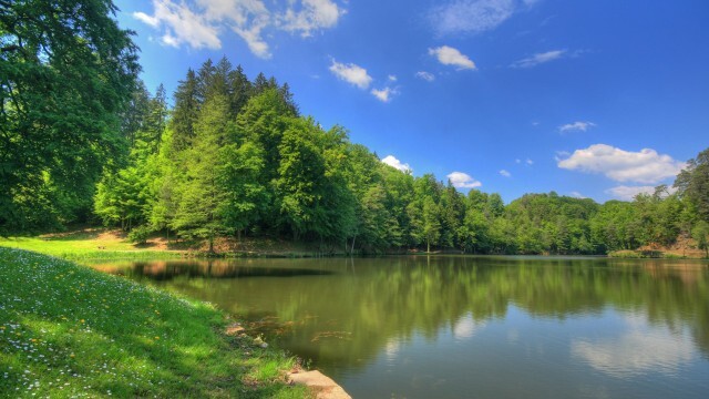 Природа, лес